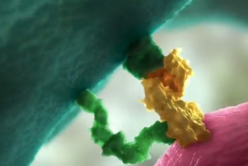 Κορονοϊός: Πώς τα εμβόλια mRNA νικούν τον ιό &#8211; Δείτε το εντυπωσιακό βίντεο