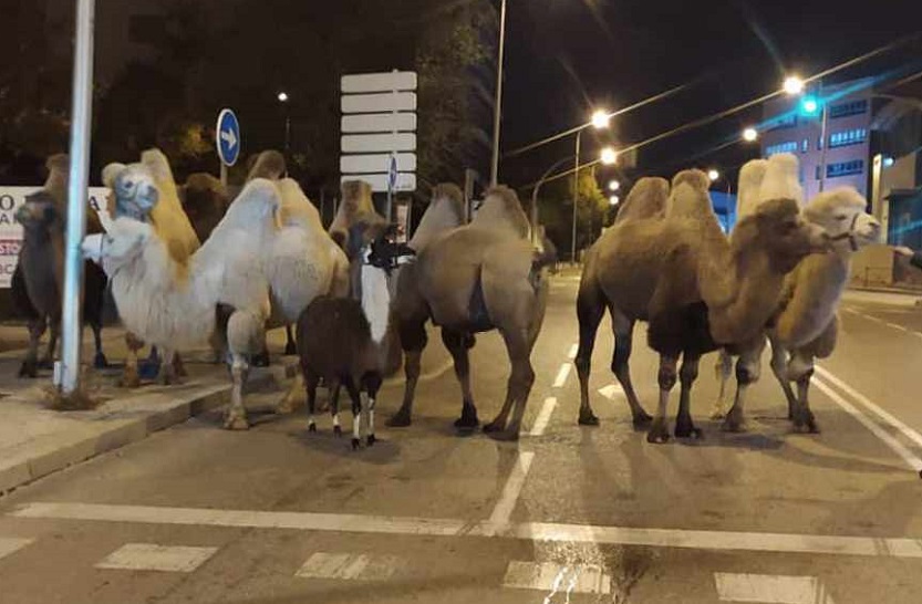 Ισπανία: Οκτώ καμήλες κι ένα λάμα το έσκασαν από τσίρκο και βγήκαν βόλτα στη Μαδρίτη