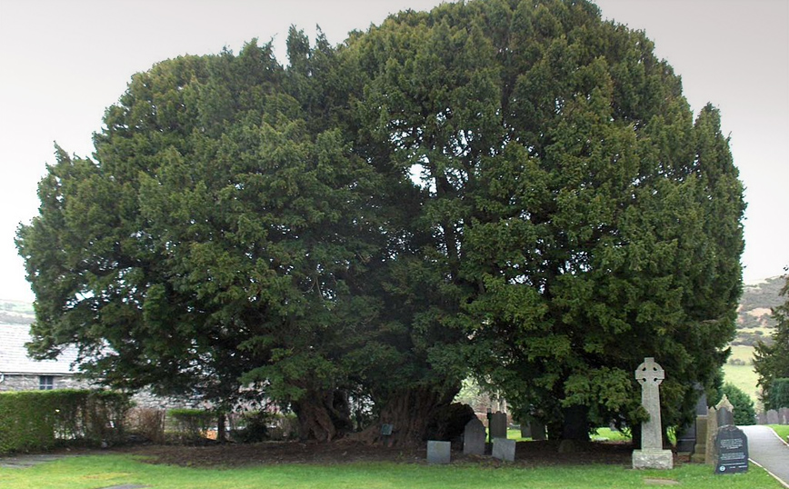 γηραιότερα δέντρα στον κόσμο γηραιότερα δέντρα στον κόσμο