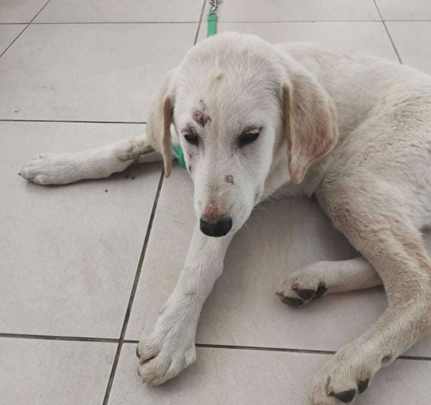 Κτηνωδία με βιασμό σκύλου Κτηνωδία με βιασμό σκύλου