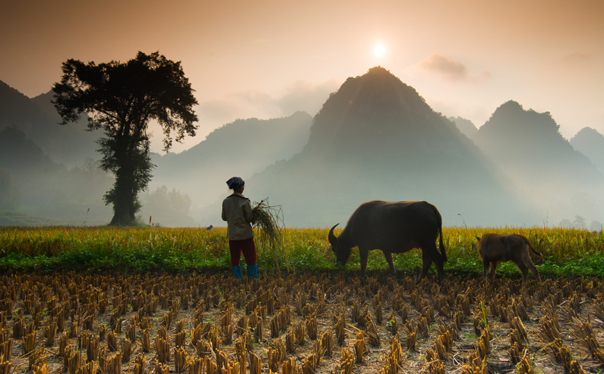 Γεωργός-Αγρότης