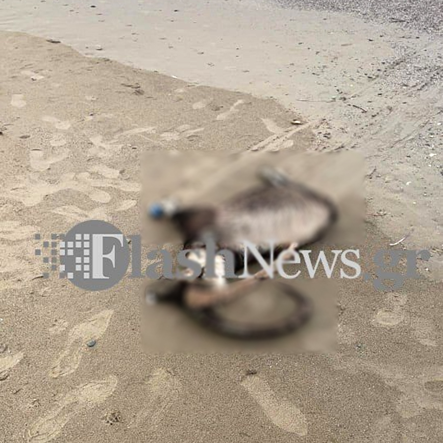 Κρητικός αίγαγρος "ξεβράστηκε" σε θάλασσα των Χανίων