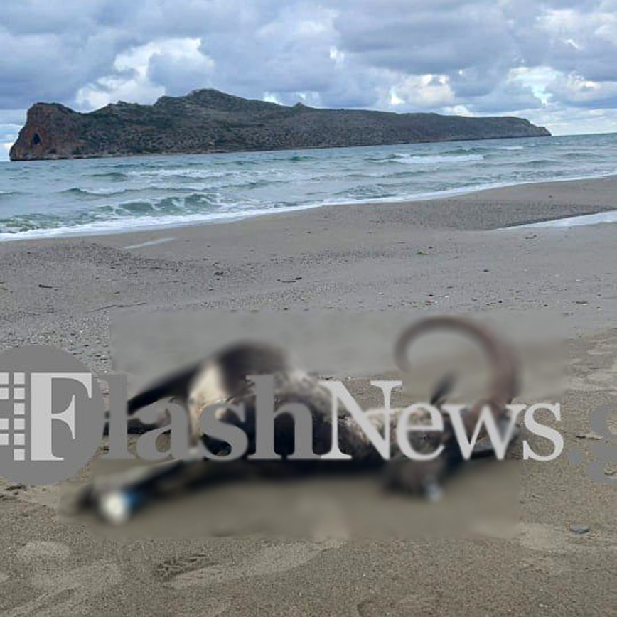 Χανιά: Κρητικός αίγαγρος ξεβράστηκε στην παραλία της Αγίας Μαρίνας
