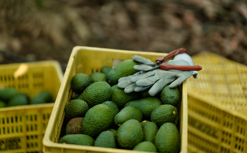 Αβοκάντο Αβοκάντο