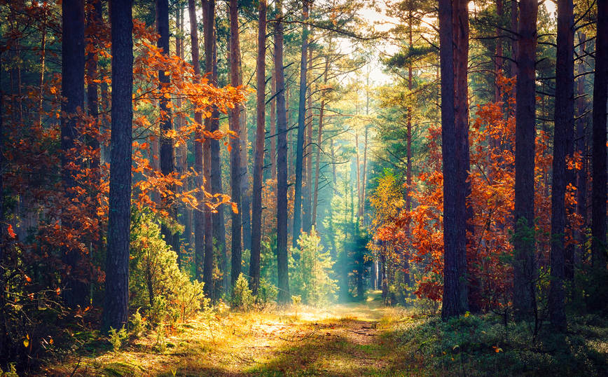 Δάσος Δάσος