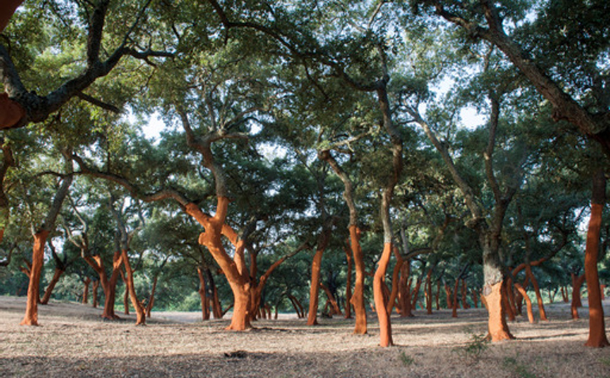 O φελλός εισβάλλει στην αυτοκινητοβιομηχανία O φελλός εισβάλλει στην αυτοκινητοβιομηχανία