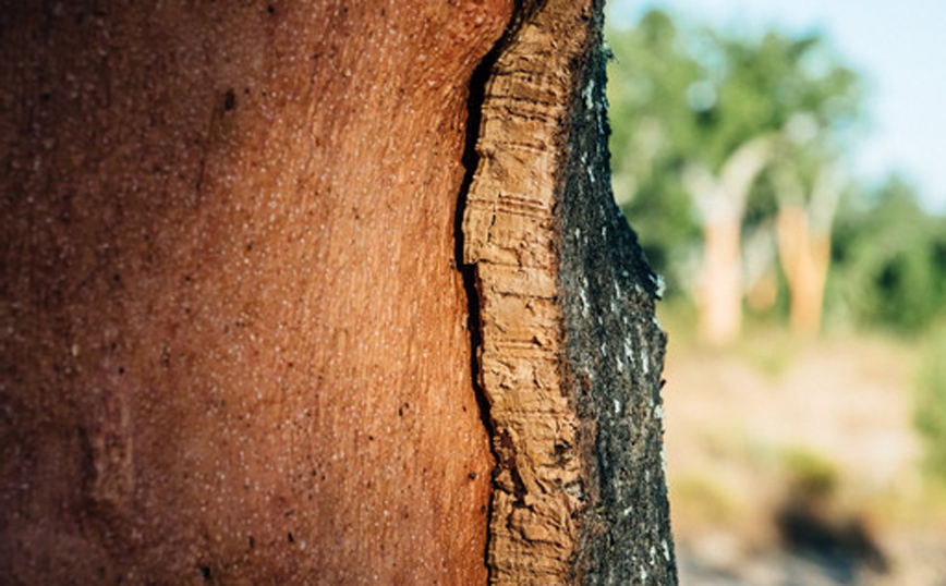 O φελλός εισβάλλει στην αυτοκινητοβιομηχανία O φελλός εισβάλλει στην αυτοκινητοβιομηχανία