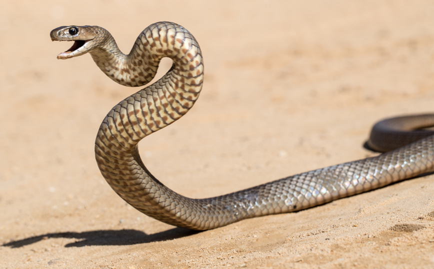 Το ανατολικό καφέ φίδι