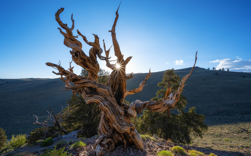 Γηραιότερα δέντρα στον κόσμο Γηραιότερα δέντρα στον κόσμο