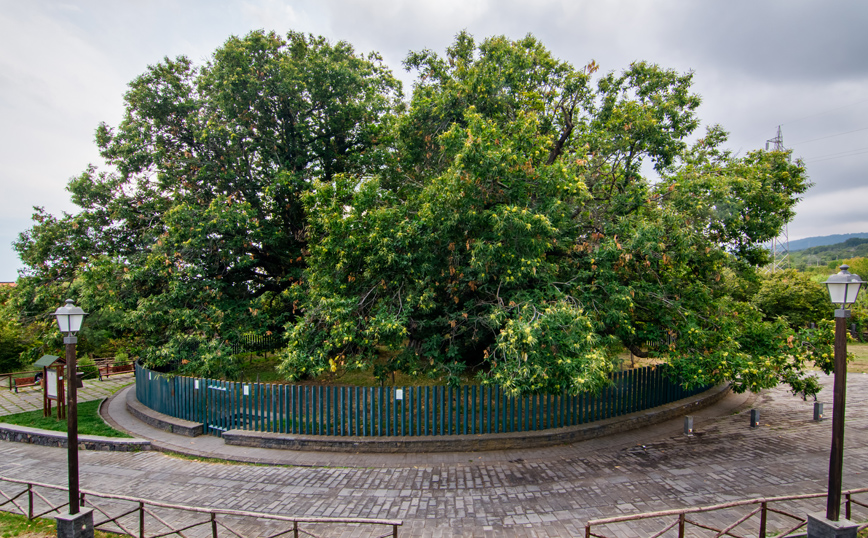 Γηραιότερα δέντρα στον κόσμο Γηραιότερα δέντρα στον κόσμο