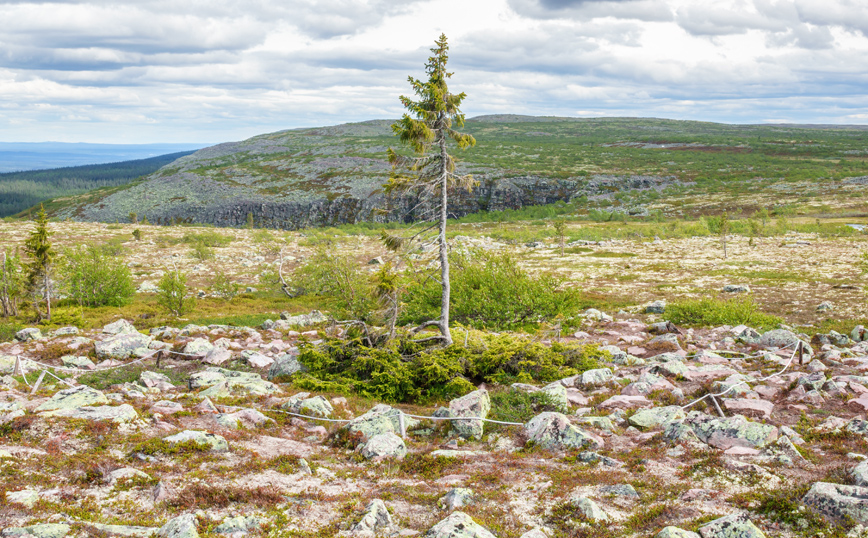 Γηραιότερα δέντρα στον κόσμο Γηραιότερα δέντρα στον κόσμο