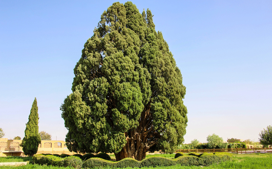 Γηραιότερα δέντρα στον κόσμο Γηραιότερα δέντρα στον κόσμο
