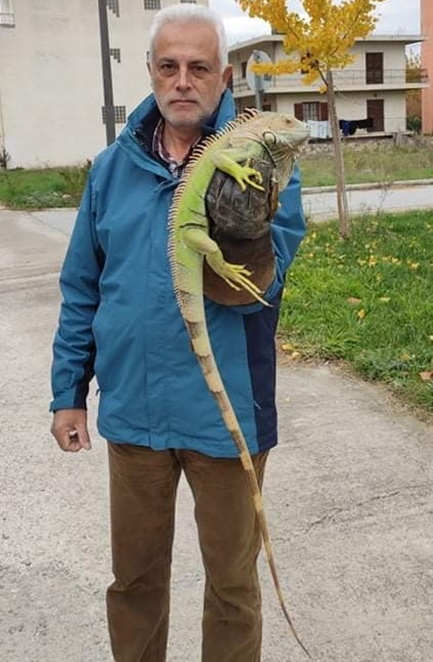 Λάρισα: Εγκαταλελειμμένο ιγκουάνα βρέθηκε δίπλα σε κάδο απορριμμάτων Λάρισα: Εγκαταλελειμμένο ιγκουάνα βρέθηκε δίπλα σε κάδο απορριμμάτων