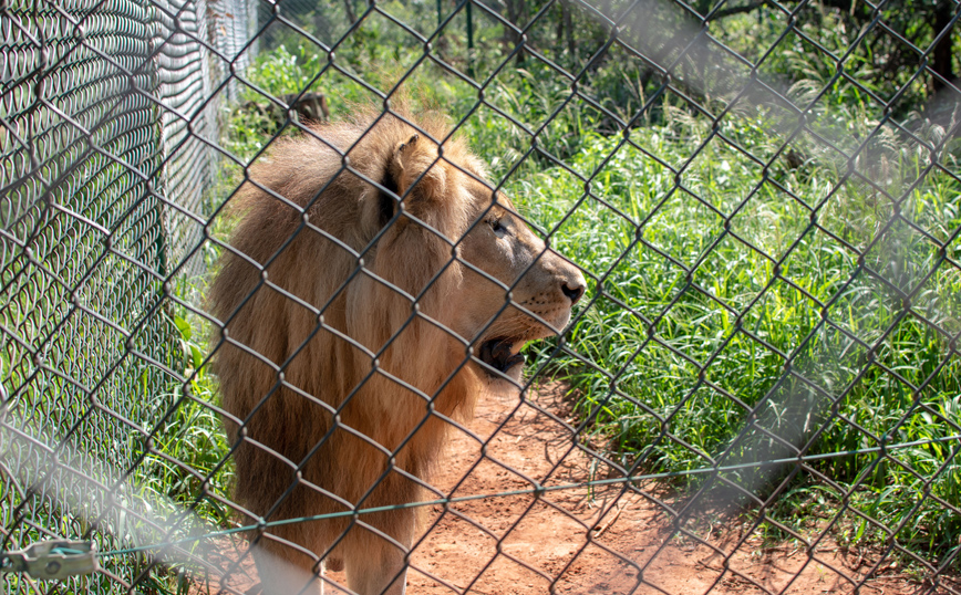 Λιοντάρι Λιοντάρι