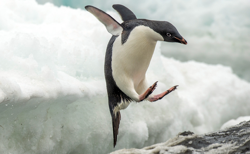 Σπάνιος πιγκουίνος της Ανταρκτικής ταξίδεψε κατά λάθος 3.000 χιλιόμετρα μέχρι τη Νέα Ζηλανδία