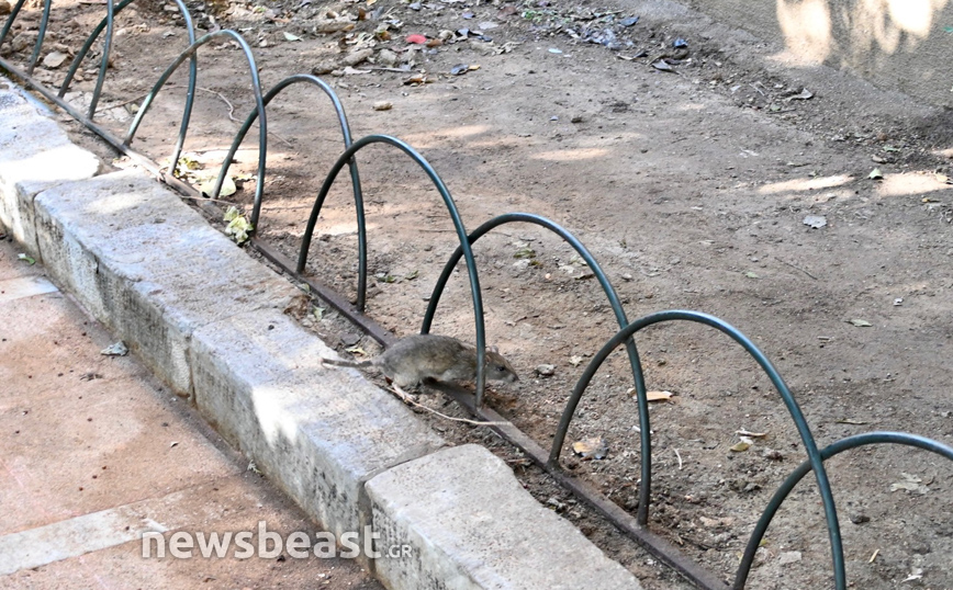 Ποντίκια στην πλατεία Κολοκοτρώνη