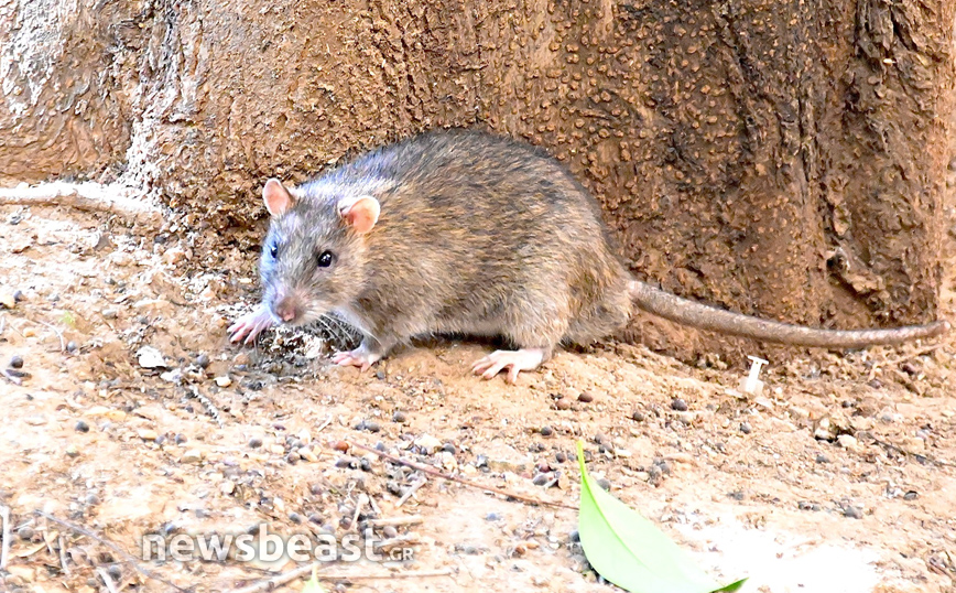 Ποντίκια στην πλατεία Κολοκοτρώνη
