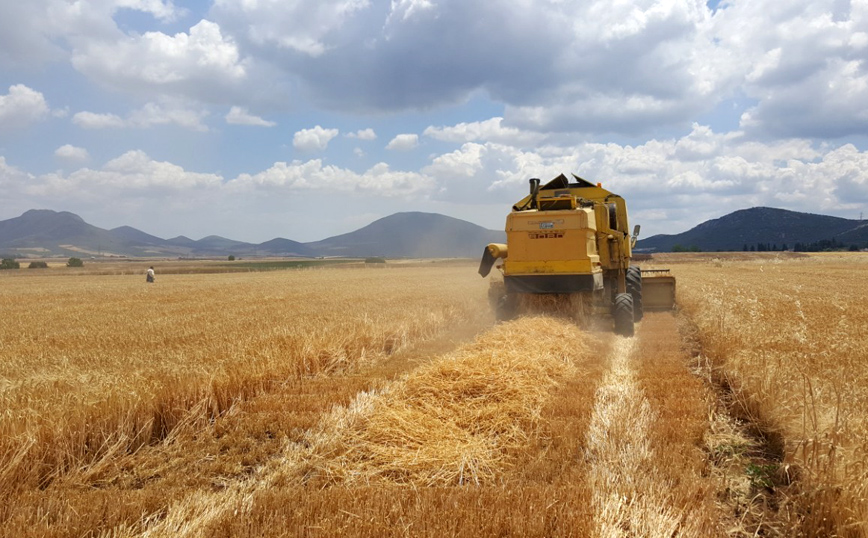 Σημαντικά, πολλαπλασιαστικά οφέλη σε κοινωνική αξία από το Πρόγραμμα Συμβολαιακής Καλλιέργειας Κριθαριού
