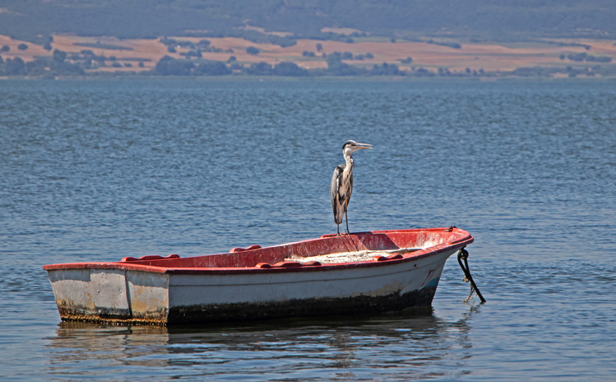 Πελεκάνος στη λίμνη Βόλβη Πελεκάνος στη λίμνη Βόλβη