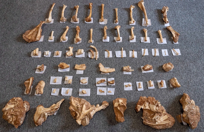 Απολιθωμένα οστά Απολιθωμένα οστά