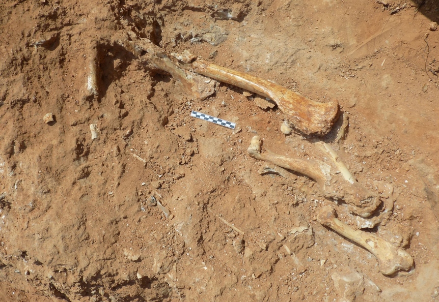 Απολιθωμένα οστά Απολιθωμένα οστά