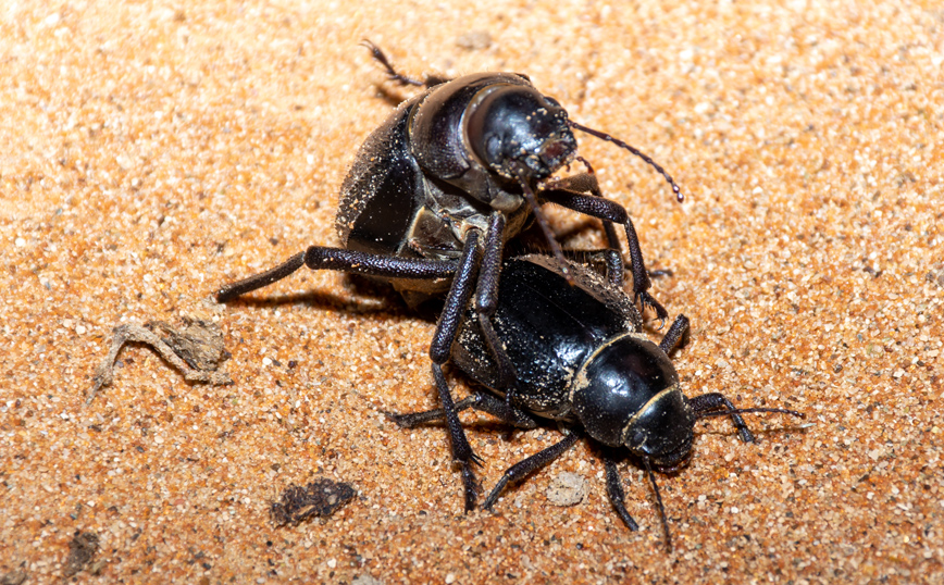 Σκαθάρια ζευγαρώνουν Σκαθάρια ζευγαρώνουν