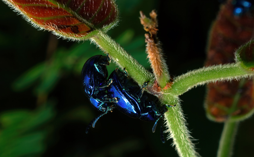 Σκαθάρια ζευγαρώνουν Σκαθάρια ζευγαρώνουν