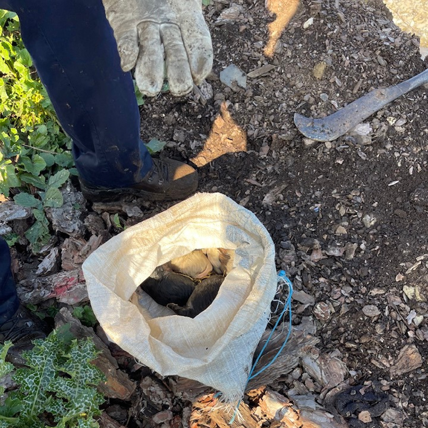 Πέταξαν κουταβάκια με τη μητέρα τους στο ποτάμι για να πνιγούν Πέταξαν κουταβάκια με τη μητέρα τους στο ποτάμι για να πνιγούν