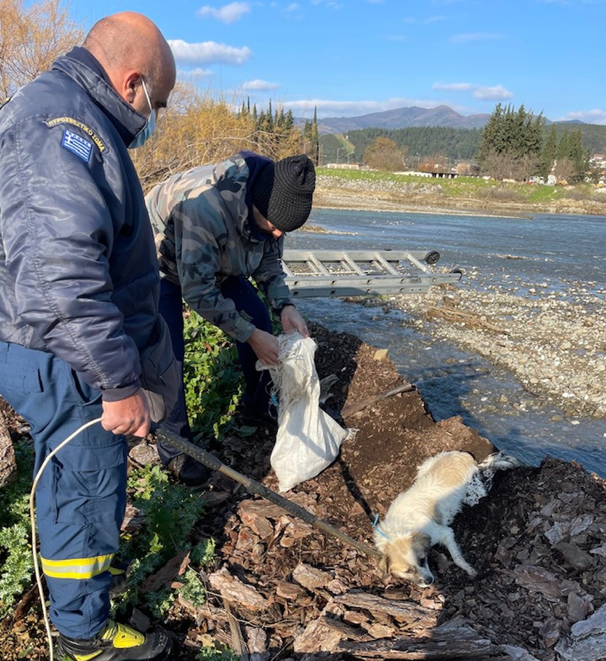 Πέταξαν κουταβάκια με τη μητέρα τους στο ποτάμι για να πνιγούν Πέταξαν κουταβάκια με τη μητέρα τους στο ποτάμι για να πνιγούν