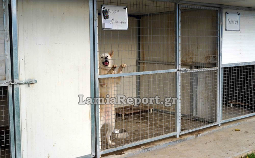 Λαμία: Κινδύνεψε να πνιγεί στις πλημμύρες για να σώσει τα σκυλάκια