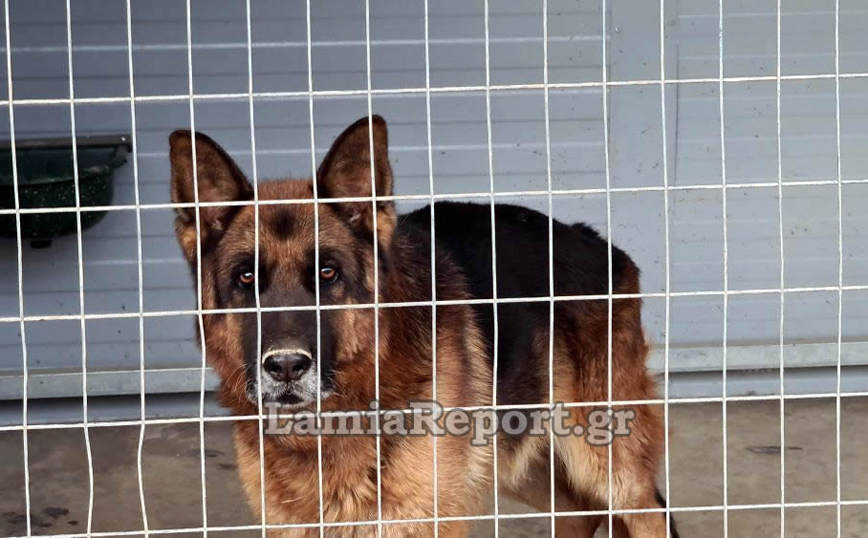 Λαμία: Κινδύνεψε να πνιγεί στις πλημμύρες για να σώσει τα σκυλάκια