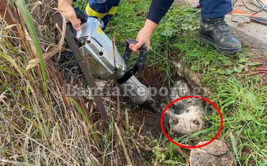 Απεγκλωβισμός σκύλου από τσιμενταύλακα Απεγκλωβισμός σκύλου από τσιμενταύλακα