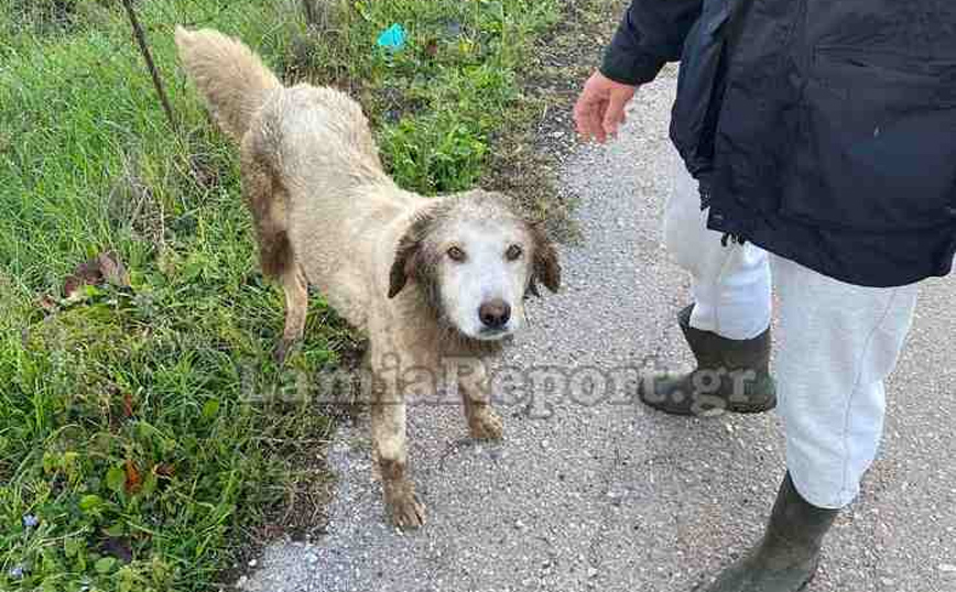 Απεγκλωβισμός σκύλου από τσιμενταύλακα Απεγκλωβισμός σκύλου από τσιμενταύλακα