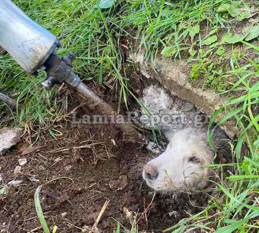 Απεγκλωβίστηκε σκύλος από τσιμενταύλακα Απεγκλωβίστηκε σκύλος από τσιμενταύλακα