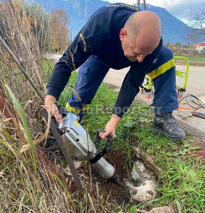 Πυροσβέστης απεγκλωβίζει σκύλο από τσιμενταύλακα Πυροσβέστης απεγκλωβίζει σκύλο από τσιμενταύλακα