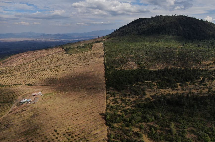 Καλλιέργεια αβοκάντο στο Μεξικό Καλλιέργεια αβοκάντο στο Μεξικό