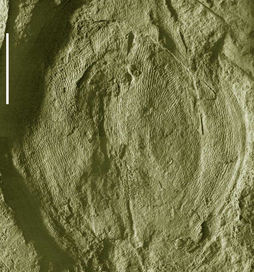 Αγγειόσπερμα φυτά στην Κίνα