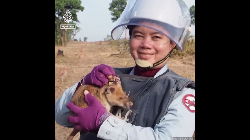 Cambodia: The mine-finding rat hero has died