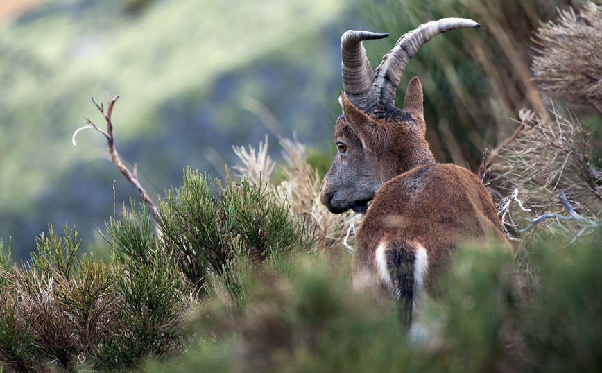 Αγριοκάτσικο Πυρηναίων Αγριοκάτσικο Πυρηναίων