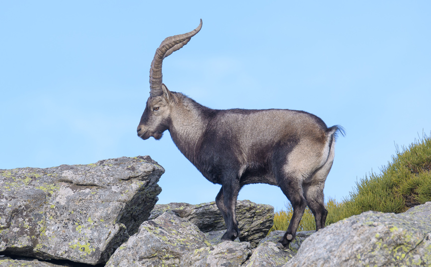 Αγριοκάτσικο Πυρηναίων Αγριοκάτσικο Πυρηναίων