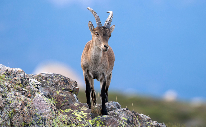 Αγριοκάτσικο Πυρηναίων Αγριοκάτσικο Πυρηναίων