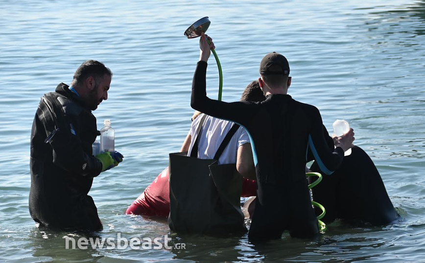 Νέες φωτογραφίες από τη διάσωση της φάλαινας στον Άλιμο Νέες φωτογραφίες από τη διάσωση της φάλαινας στον Άλιμο