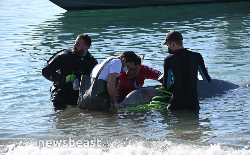 Νέες φωτογραφίες από τη διάσωση της φάλαινας στον Άλιμο Νέες φωτογραφίες από τη διάσωση της φάλαινας στον Άλιμο