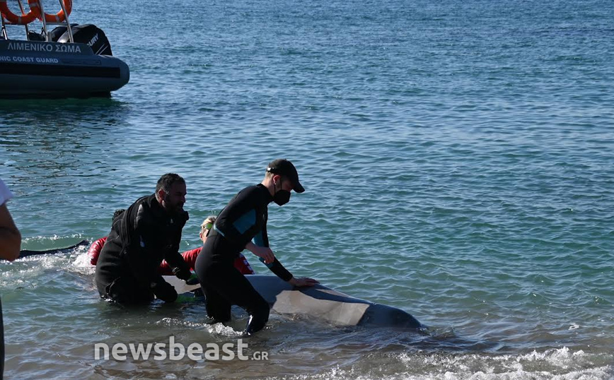 Νέες φωτογραφίες από τη διάσωση της φάλαινας στον Άλιμο Νέες φωτογραφίες από τη διάσωση της φάλαινας στον Άλιμο