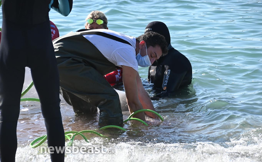 Νέες φωτογραφίες από τη διάσωση της φάλαινας στον Άλιμο Νέες φωτογραφίες από τη διάσωση της φάλαινας στον Άλιμο