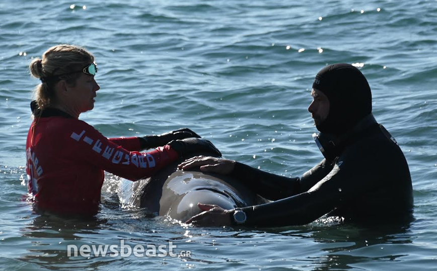 Νέες φωτογραφίες από τη διάσωση της φάλαινας στον Άλιμο Νέες φωτογραφίες από τη διάσωση της φάλαινας στον Άλιμο
