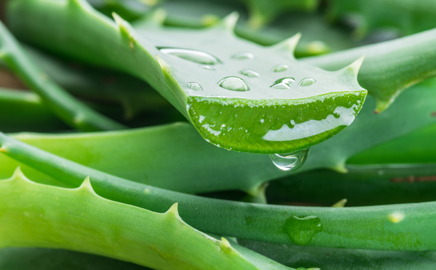 Αλόη Αλόη