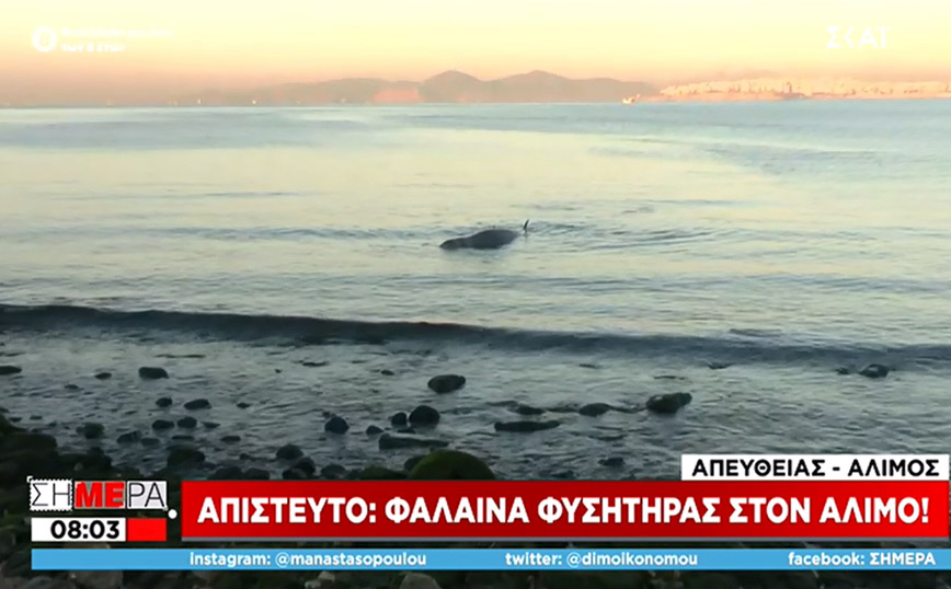 Σύμφωνα με τις πρώτες πληροφορίες πρόκειται για το είδος «Σιφιός» και φαίνεται ότι έχει χάσει τον προσανατολισμό του, ίσως, λόγω της χαμηλής θερμοκρασίας των τελευταίων ημερών.