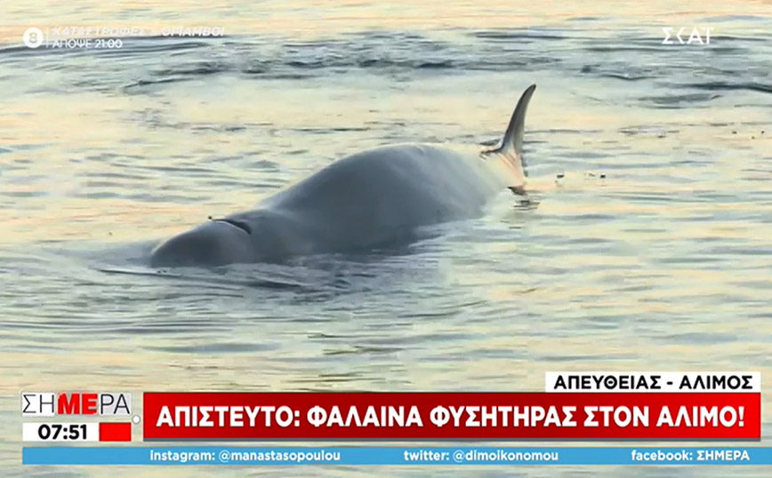 Φάλαινα στην παραλία Αλίμου – Δείτε φωτογραφίες και βίντεο