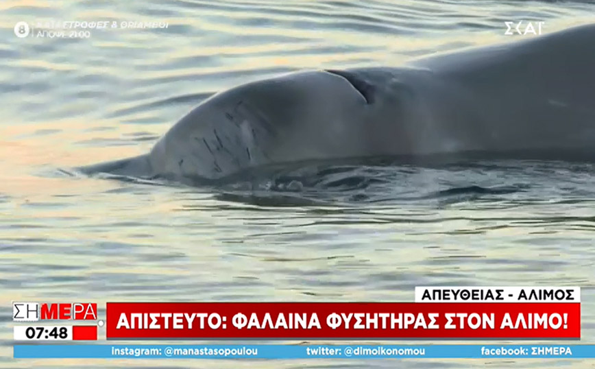 Σύμφωνα με τις πρώτες πληροφορίες πρόκειται για το είδος «Σιφιός» και φαίνεται ότι έχει χάσει τον προσανατολισμό του, ίσως, λόγω της χαμηλής θερμοκρασίας των τελευταίων ημερών.